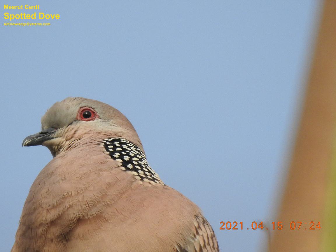 Dove Spotted (139) Coming Soon